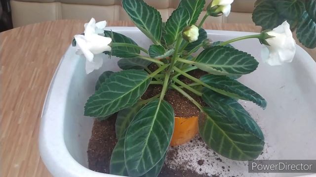 Пересадка цветущей глоксинии. смотреть онлайн