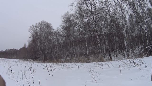 Охота на косулю с подхода зимой в Сибири 2021! смотреть онлайн