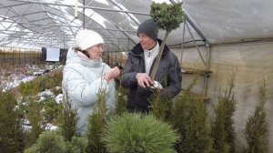 КАК ПОДОБРАТЬ ХВОЙНЫЕ ДЛЯ СВОЕГО УЧАСТКА?  Саженцы хвойных пород деревьев и кустарники по ГОСТ