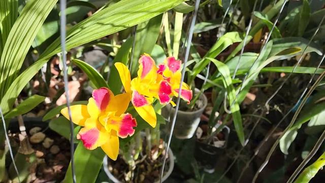 Orquidea Potinara Burana Beauty Burana смотреть онлайн