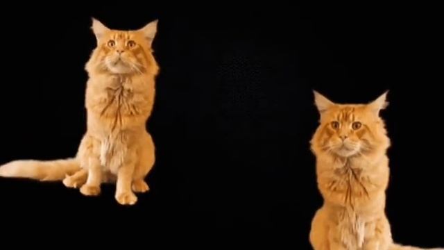 Рыжий красивый кот пушистик на черном фоне смотреть онлайн