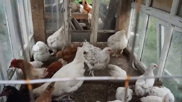 цыплята разного возраста смотреть онлайн