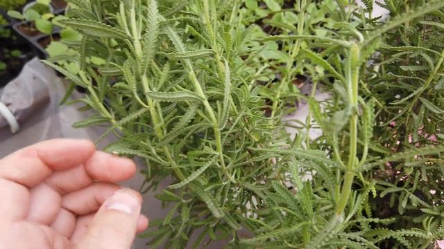 Размножение ЗУБЧАТОЙ ЛАВАНДЫ Черенкованием. смотреть онлайн
