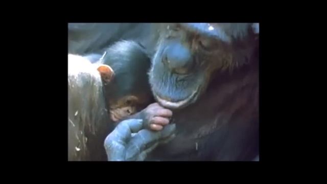 Being with Jane Goodall смотреть онлайн