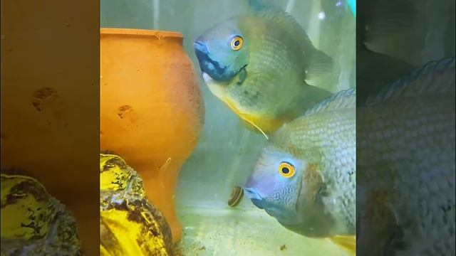 Severum Blue Face на икре