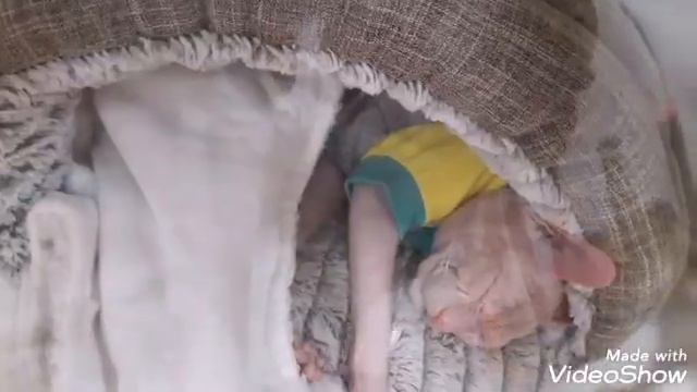 #ОРХИДЕИ ВРЕДИТЕЛЬ МОИХ ОРХИДЕЙ!!! ВЫСТАВКА КОШЕК АПРЕЛЬ2019. ПЯТИГОРСК смотреть онлайн