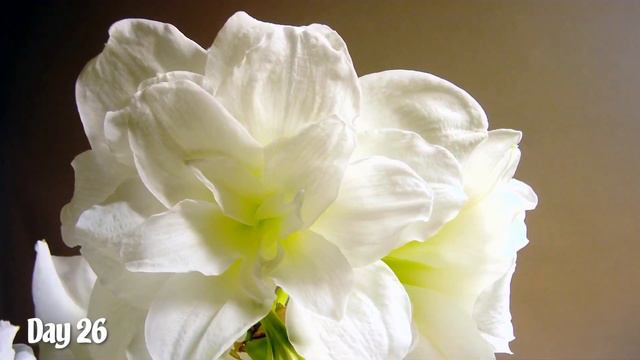Hippeastrum 'Alfresco' Time Lapse