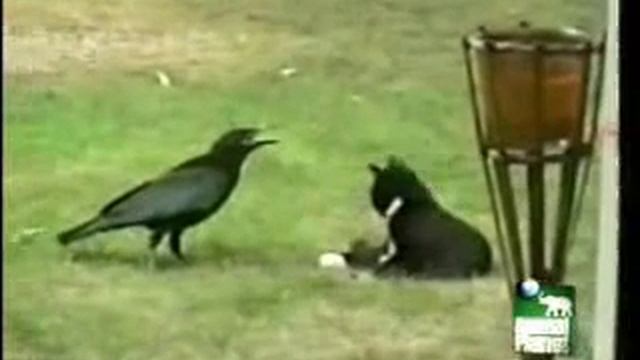 кот и ворона. Друзья. смотреть онлайн