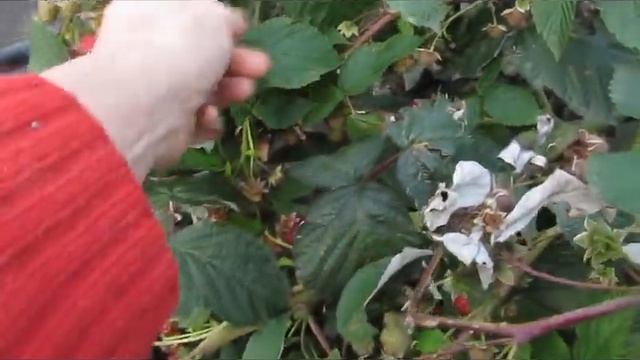 Антея Меридия - урожайный среднеспелый ремонтантный сорт малины смотреть онлайн