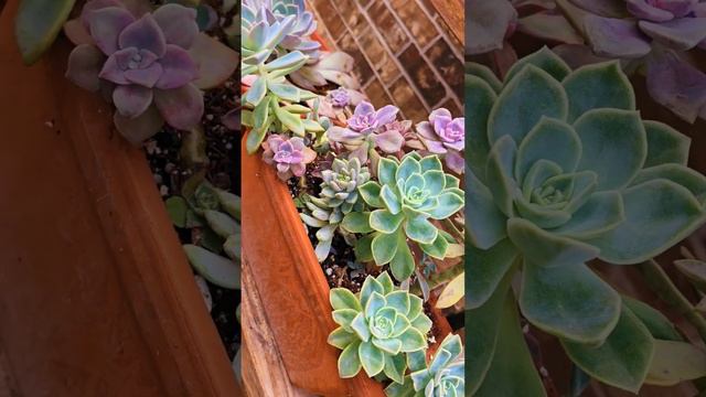 Graptopetalum Purple Delight!!
