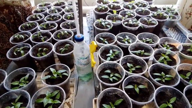 Посев семян перца в стаканах.