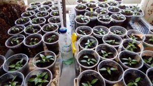 Посев семян перца в стаканах.