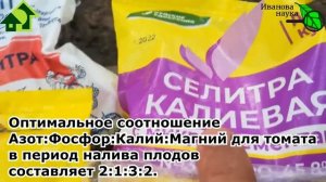 ПОДКОРМКА ТОМАТА В АВГУСТЕ: спелые и сладкие плоды до самых верхушек. Подкормка томатов БЕЗ ОШИБОК.