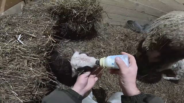 РОДИЛА ЧЕТВЕРЫХ И ОТКАЗАЛАСЬ ОТ НИХ ! КУПИЛ ХУТОР В ЛЕСУ №244 смотреть онлайн
