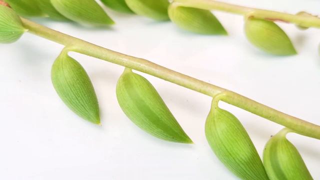 【Succulent Plant Care #06】How and when to water succulents?｜Succulent Care Tips смотреть онлайн