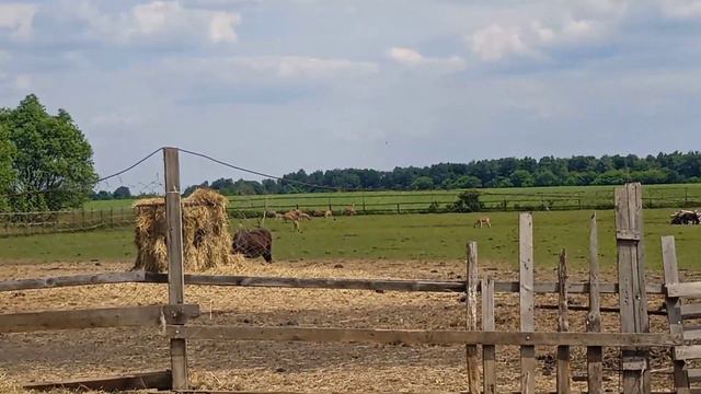 Большой зоопарк в Епифани смотреть онлайн