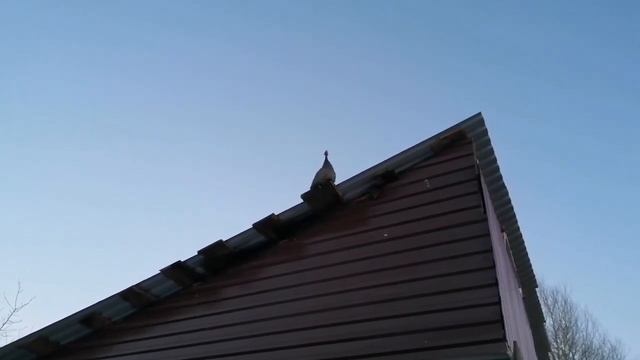 Цесарка-самая наиглупейшая домашняя птица смотреть онлайн