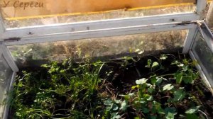 простейший мини парник своими руками из старых оконных рам)