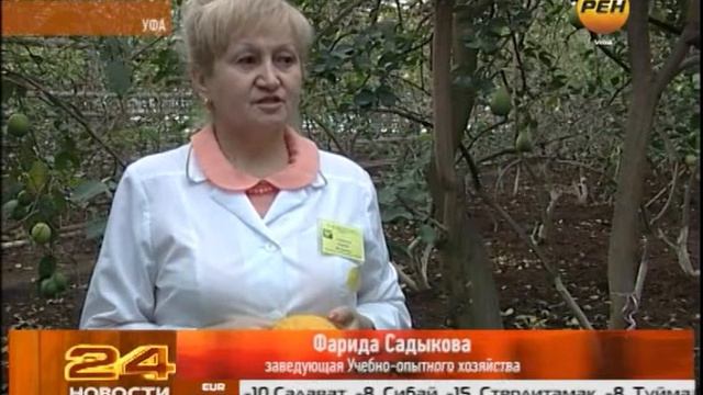Женские лимоны смотреть онлайн