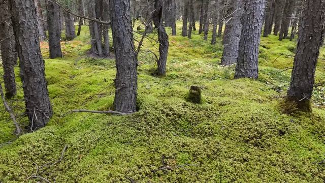 World Building- Swamp & Wetlands смотреть онлайн