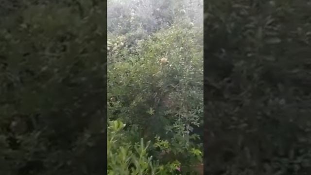 Что ещё растёт на Крете смотреть онлайн