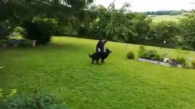 Восточноевропейская овчарка Дэви Черная Мамба ОКД смотреть онлайн