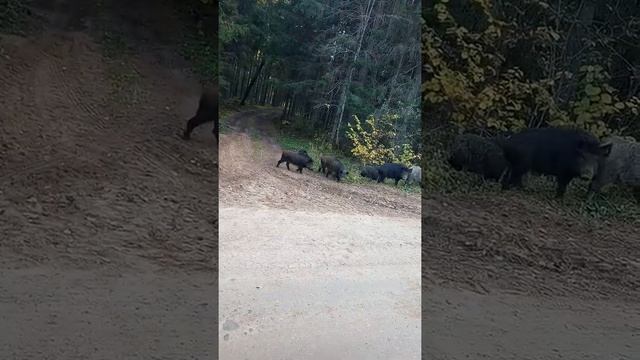 Кабан в лесу есть!!! смотреть онлайн