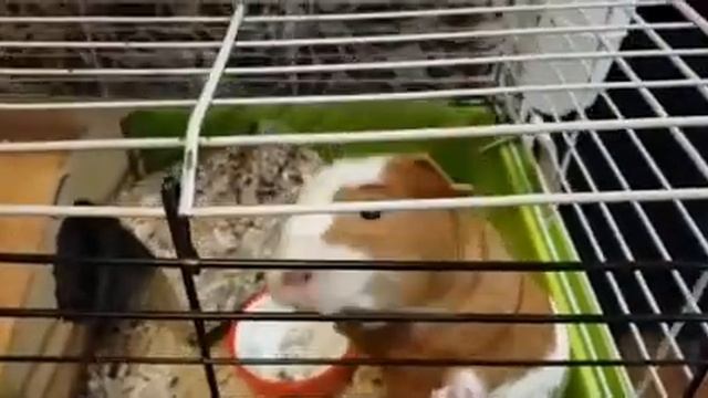 Свист морской свинки когда очень хочет есть смотреть онлайн