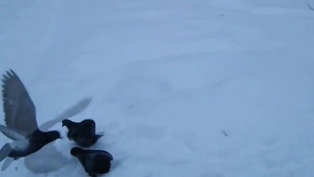 КОРМИМ ГОЛУБЕЙ ЗИМОЙ. Стая голубей.Зимний день с голубями.