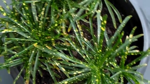 Croton Lluvia De Oro - Pictum Croton