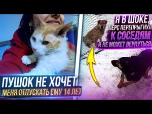 Персик прыгнул к соседям и назад не может Пушок очень душевный кот и не хочет меня отпускать