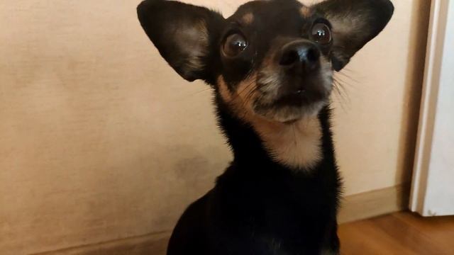 Как сделать лежанку для собаки без шитья смотреть онлайн