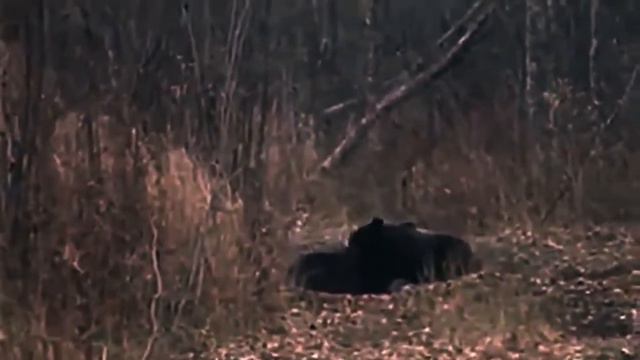 Приколы охотников на медведя Часть 5 смотреть онлайн