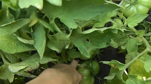 Томат Маэстро F1. смотреть онлайн