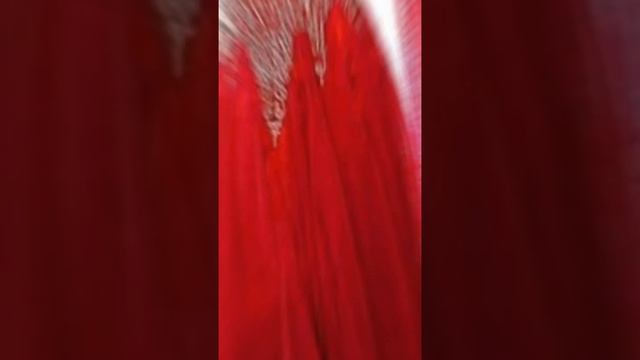 red dress desine 2024 смотреть онлайн