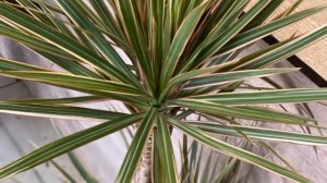 Как ухаживать за Драценой в домашних условиях  Особенности выращивания комнатной пальмы