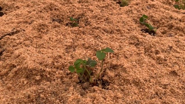 ТЕПЛИЦА // Огородные дела и посадки 2022 смотреть онлайн