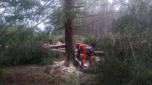 Как свалить дерево в нужную сторону, если оно сильно наклоняется в противоположную сторону.