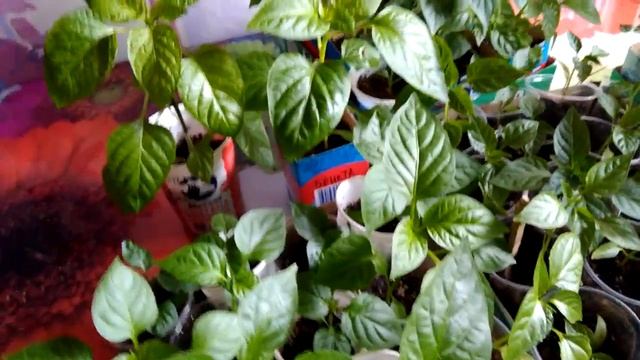 Рассада перцев 2017 часть 3 конец апреля смотреть онлайн