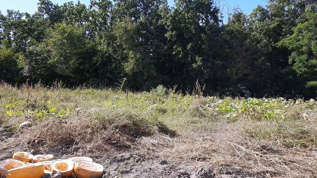 Косим ручной косой на огороде | We mow the hand scythe in the garden смотреть онлайн