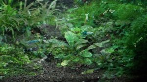 Особенности содержания и разведения креветок Тайвань