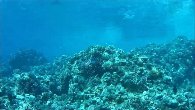 Diving. Hotel Jaz Fanara Resort. December 2019. смотреть онлайн
