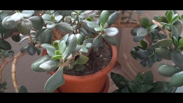 КАРИ покупки.?Мои цветы в октябре.?Золотая осень? смотреть онлайн