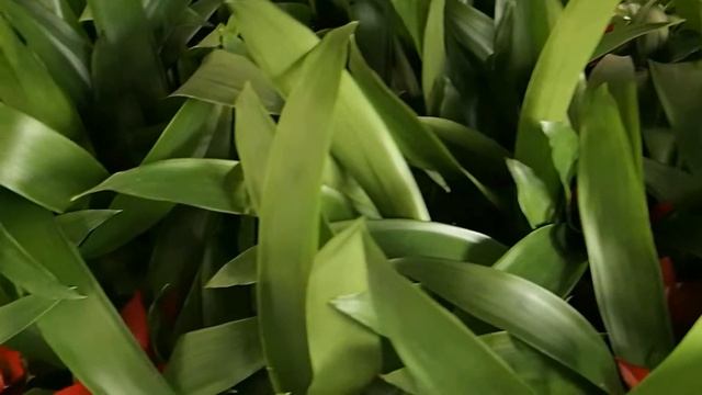 Guzmania Minor