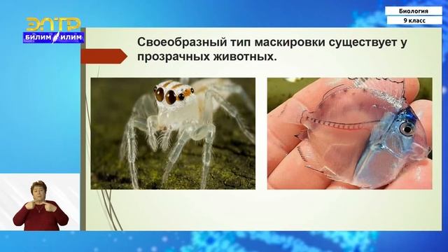 9-класс | Биология | Приспособления организмов к условиям обитания как результат эволюции смотреть онлайн