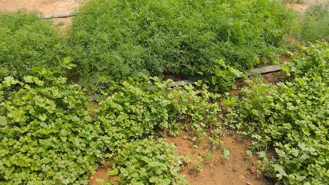 СЭЗ - Нарын смотреть онлайн