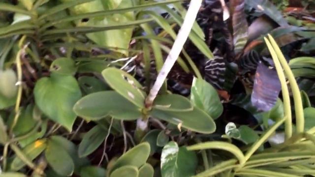 Schomburgkia Tibicinis Grandiflora смотреть онлайн