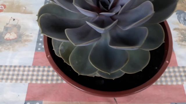 Echeveria perle @plantando com amor CLÉRIA SILVA смотреть онлайн