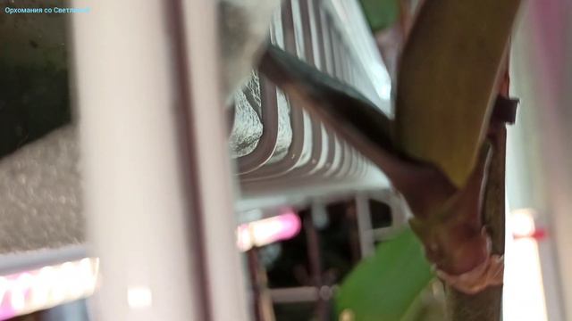 Когда и как наращиваются деточки у орхидей. смотреть онлайн