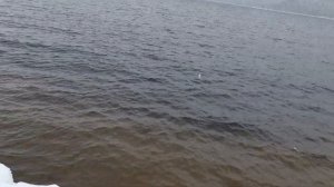 Первая Рыбалка по Открытой воде! Ловля окуня в марте, отводной поводок Тольятти Высоковольтка ВВ